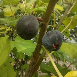 My Italian Fig Tree - Violetta Dauphin