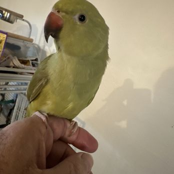 JPQ Exotics Pet Store - This is Kiwi. - Bird Shops Near Me - Modesto, California