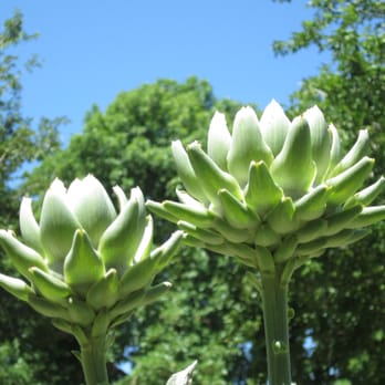 Boho Farm and Home - artichokes - Guest Houses Near Me - Phoenix, Arizona