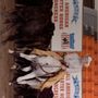 Photo of Alpha Equestrian Appraisals