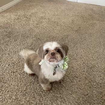 Ann's Pet Grooming - Pet Groomers Near Me - Brea, California