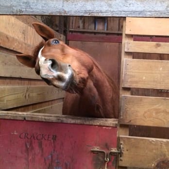 Mountain Quest Inn - Even the horse is happy here :p - Bed & Breakfast Near Me - Frost, West Virginia
