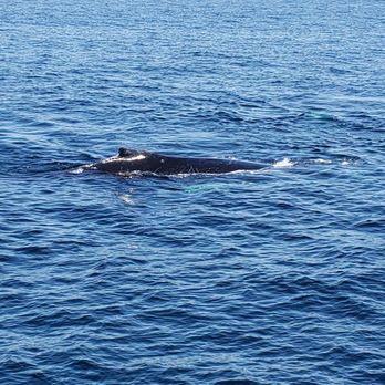 Cape Ann Whale Watch - Boat Charters Near Me - Gloucester, Massachusetts