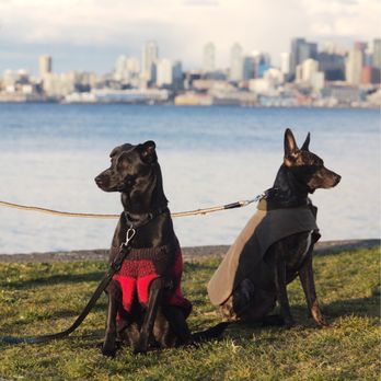 Adopt A Doggie - Pet Adoption Near Me Adopt A Doggie - Pet Adoption Near Me