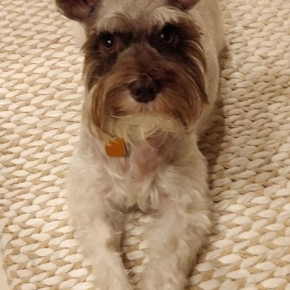 TNT Grooming - Rory Gilmore - Pet Groomers Near Me - Boca Raton, Florida TNT Grooming - Rory Gilmore - Pet Groomers Near Me - Boca Raton, Florida
