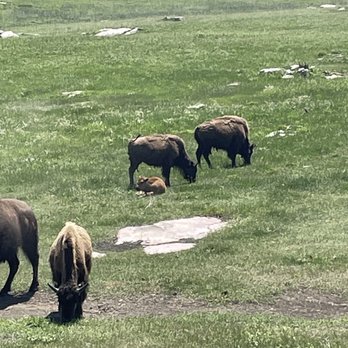 Blue Mounds State Park - Buffalo herd - Parks Near Me - Luverne, Minnesota