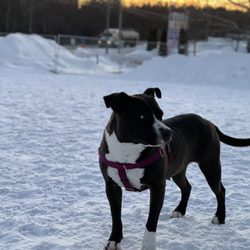 Dogs Of All Breeds