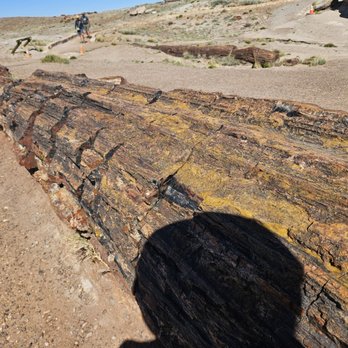 Petrified Forest National Park - Giant log! - Parks Near Me - Petrified Forest, Arizona