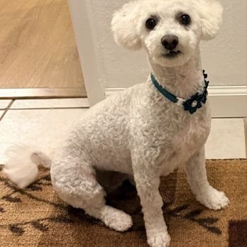 Pawssentials - Puppy - Pet Groomers Near Me - Milpitas, California