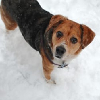 U & Pet - Dog Walkers Near Me - Washington, DC, District of Columbia