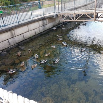 White River Fish House - duck pond was cool to see - Seafood Near Me - Branson, Missouri White River Fish House - duck pond was cool to see - Seafood Near Me - Branson, Missouri