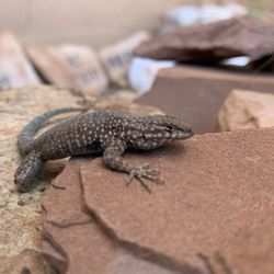 Wupatki National Monument - Lizard at wupatki visitors center