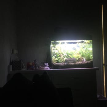 Plotkin Family Chiropractic - Getting some treatment in tranquil setting. Love all the fish tanks they have. - Chiropractors Near Me - Canoga Park, California