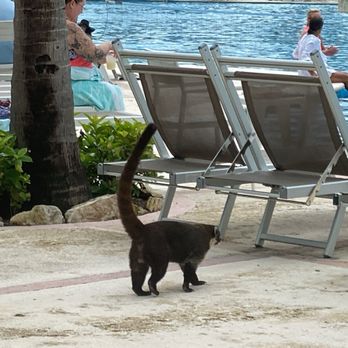 The Grand Mayan - Coati! There were hundreds of them. - Resorts Near Me - Riviera Maya, ROO The Grand Mayan - Coati! There were hundreds of them. - Resorts Near Me - Riviera Maya, ROO