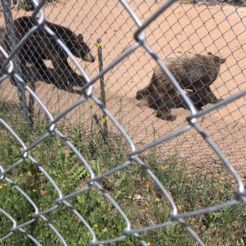 Oswald's Bear Ranch - Zoos Near Me - Newberry, Michigan