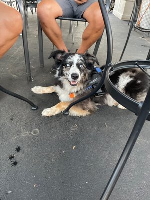 Fenton Bar and Grill by null