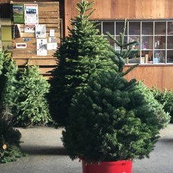 Christmas Tree Sale at Forever Colors - Prices Start at $25 -- Call (267) 463-8133