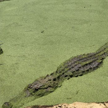 Gulf Coast Gator Ranch & Tours - Boat Tours Near Me - Moss Point, Mississippi