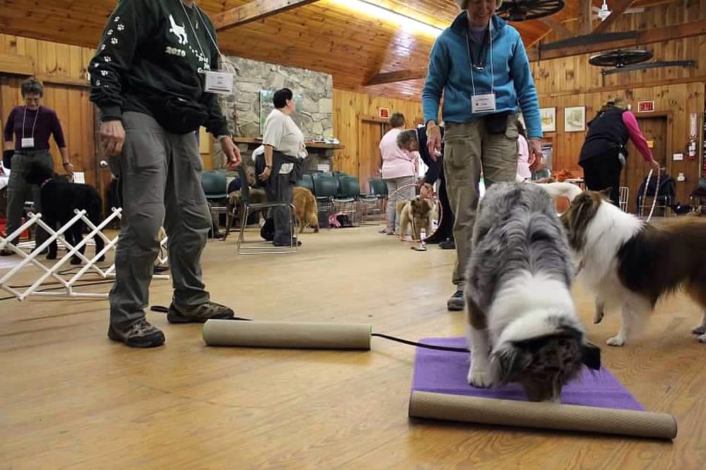 LEADING THE WAY DOG TRAINING AND DOGGIE DAYCARE Updated September