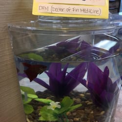 Darrick W Proehl, DPM - Achilles the Podiatry fish!! So cute!