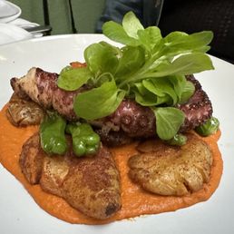 Octopus Octopus