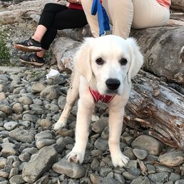 Bailey, our English Cream Golden