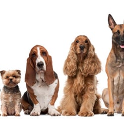 Bark Busters Home Dog Training - Denver - Big or small anyone can lead the pack!