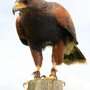 Photo of Raptor World