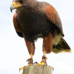 Raptor World - Orkney the Harris hawk.