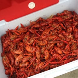Westwego Seafood - 200 pounds of crawfish ordered for Mother's Day. Delish!
