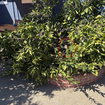 JC Tree Experts - Before - Tree Services Near Me