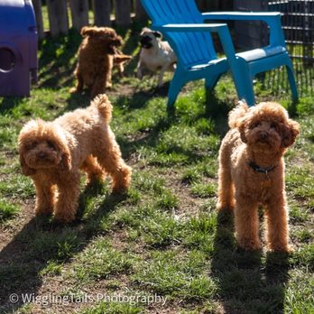 Wiggling Tails - Pet Boarding Near Me