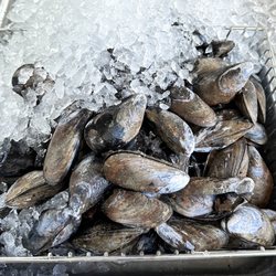 Pelagic Fish Market