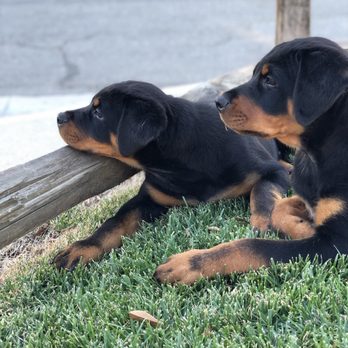 Waggity - Dog Walkers Near Me
