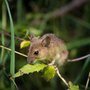 Cloverleaf Pest Control