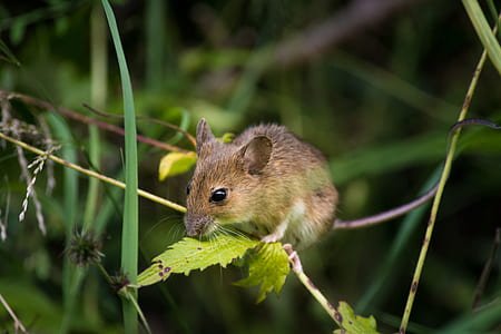 Rodent Control - Cloverleaf will resolve your rodent issues, repair the access point into your home or business and tailor a program to ensure you remain pest free. Rodent Control - Cloverleaf will resolve your rodent issues, repair the access point into your home or business and tailor a program to ensure you remain pest free.
