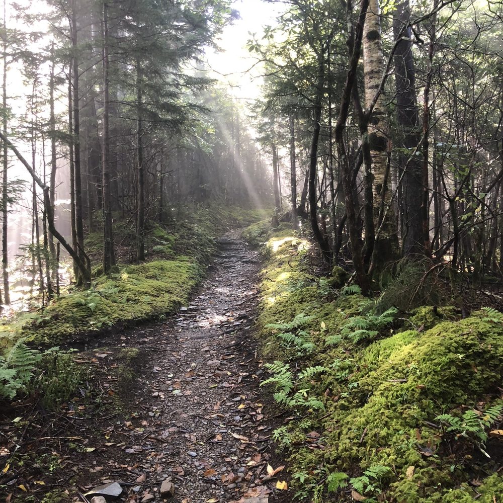 Mount LeConte - Hiking Near Me
