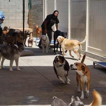Down Dog Lodge - Pet Boarding Near Me - El Segundo, California Down Dog Lodge - Pet Boarding Near Me - El Segundo, California