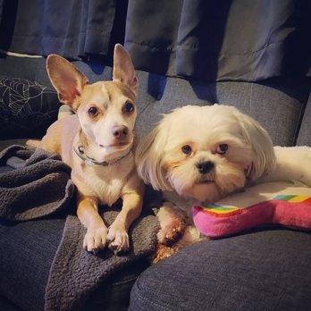 Pawsh Pets - Pet Groomers Near Me - Claremont, California Pawsh Pets - Pet Groomers Near Me - Claremont, California