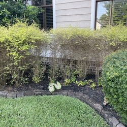 SavATree Houston - Sunshine ligustrums a couple of weeks after they treated with bigenamite