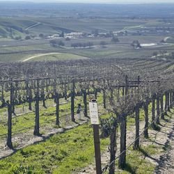 High Camp Wines - View from vineryards