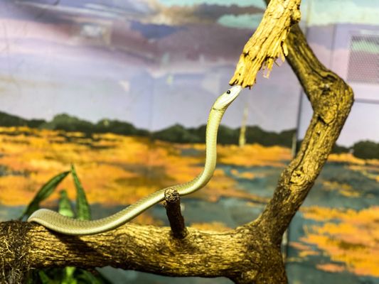 Houston Zoo by null