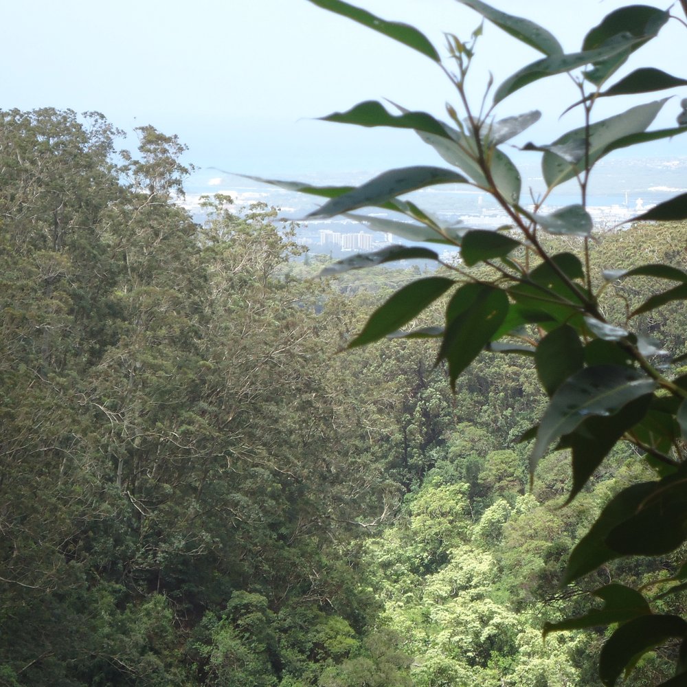Aiea Loop Trail - Amazing views - Hiking Near Me - Aiea, Hawaii