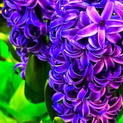 Mariano's - Hyacinth  January 2025