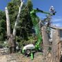 Photo of Art Tree Removal