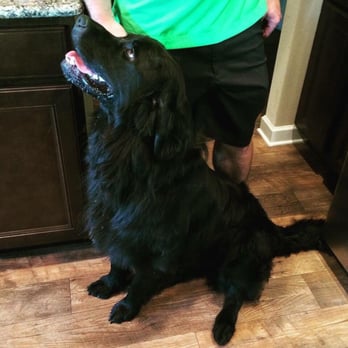 Downtown Hound - After - Pet Sitting Near Me - Omaha, Nebraska