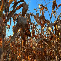 Borzynski's Farm and Floral Market - Corn Maze