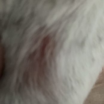 Petco - A cut from the grooming service by Tisha at the Northridge location - Pet Stores Near Me - Northridge, California Petco - A cut from the grooming service by Tisha at the Northridge location - Pet Stores Near Me - Northridge, California