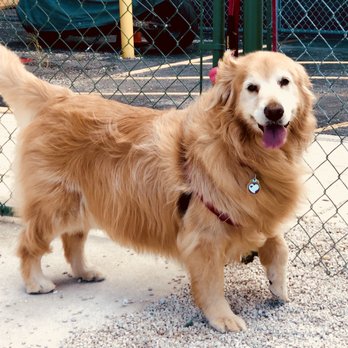 Dog's Best Friend - Pet Groomers Near Me - North Miami, Florida