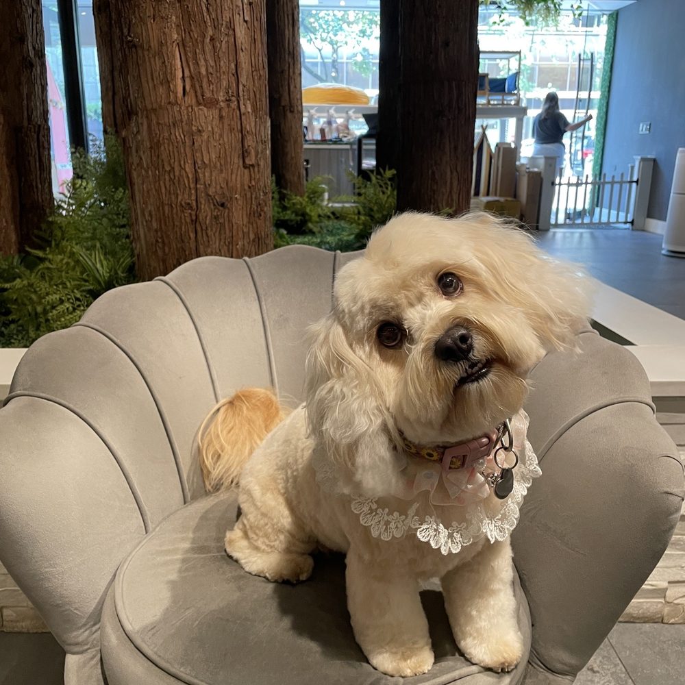 Pupstudio - Pet Stores Near Me - New York, New York Pupstudio - Pet Stores Near Me - New York, New York